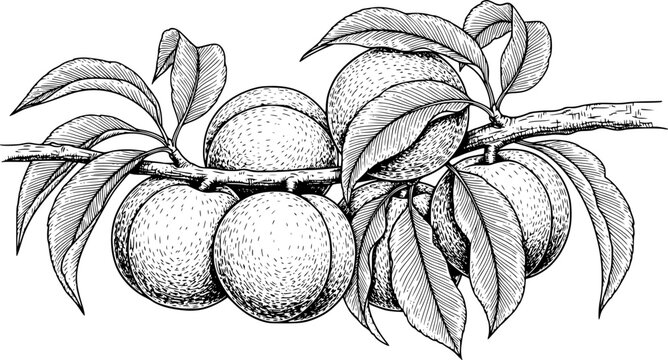 Detailed black and white drawing of peaches with leaves on a branch. Vector illustration
