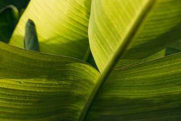 Close-up of vibrant green tropical leaves with intricate textures and patterns, showcasing natural beauty and sunlight filtering through foliage, creating a serene atmosphere