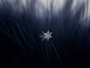 a pair of shiny carved cold snowflakes caught on blue fluffy fur in a winter garden