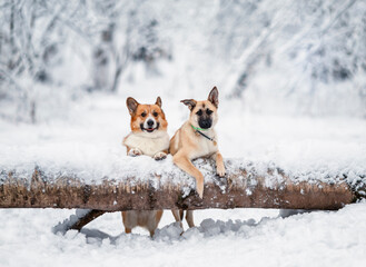 couple of dogs in winter snowy park standing on tree trunk