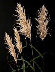 Miscanthus sinensis, also known as Chinese silver grass, isolated on black background. Ornamental perennial grass used in landscaping, sustainable design, ecology and botanical projects.