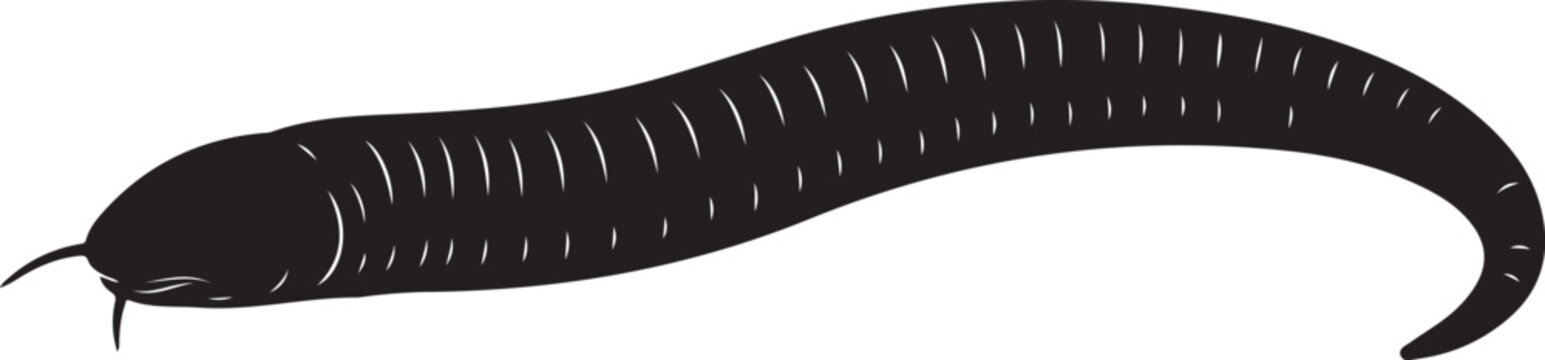 Caecilian Silhouette on White Background