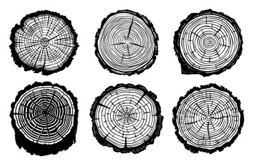 Collection of detailed tree trunk cross sections with growth rings in vintage engraving style