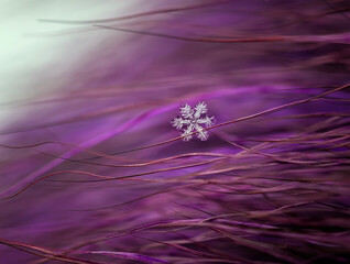  One shiny carved cold snowflake caught on lilac fluffy fur in a winter garden