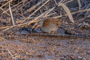 Water Rail (Rallus aquaticus) moves near water at edge of marsh during day