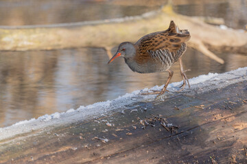 Water Rail (Rallus aquaticus) moves near water at edge of marsh during day