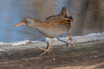 Water Rail (Rallus aquaticus) moves near water at edge of marsh during day