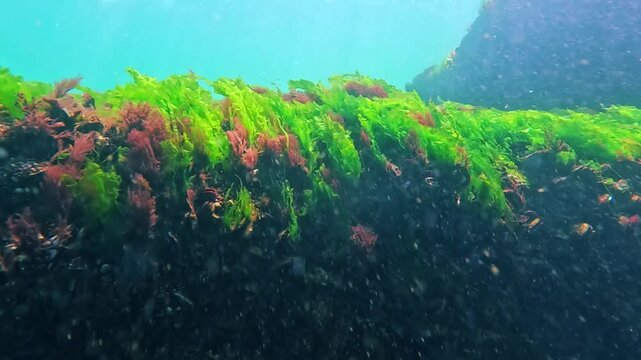 Underwater landscape of the Black Sea, green algae (Enteromorpha) swaying in the waves on a rock