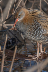 Water Rail (Rallus aquaticus) stands on branches in swamp during day