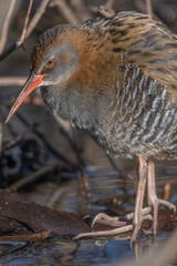 Water Rail (Rallus aquaticus) stands on branches in swamp during day