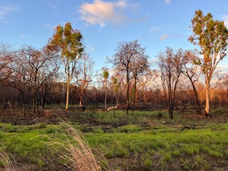 Charred black trees and resilient eucalyptus gum trees stand tall after a bushfire on a rural property in Bowen, North Queensland. 