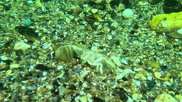 A sea crab (Upogebia pusilla) shell, discarded by a crustacean after molting near a burrow in the bottom of the Black Sea.