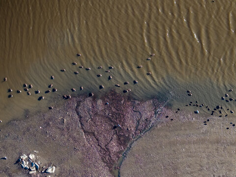 Aerial view of muddy riverbanks meet the still waters, creating a study in brown hues and textured patterns, Milton, Massachusetts, United States.