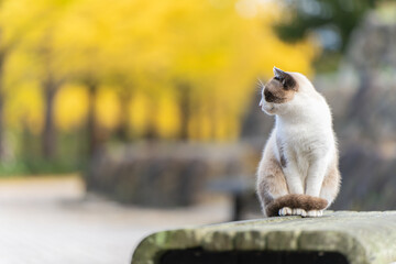 秋の公園で佇む猫
