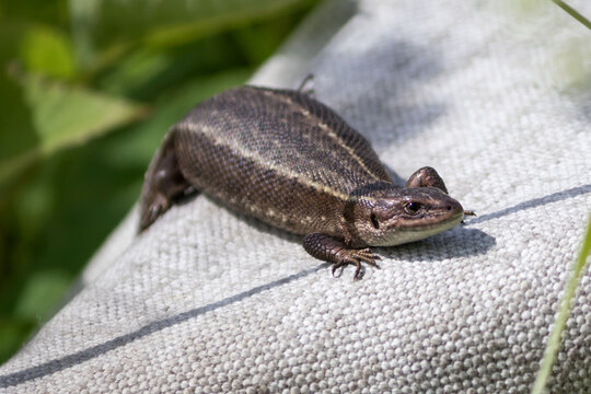 A viviparous lizard, a species of reptile from the family of true lizards, lies on a rough cloth in the sun