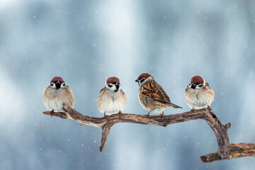 Cute chubby sparrow birds sitting on a tree branch in a winter snowy garden