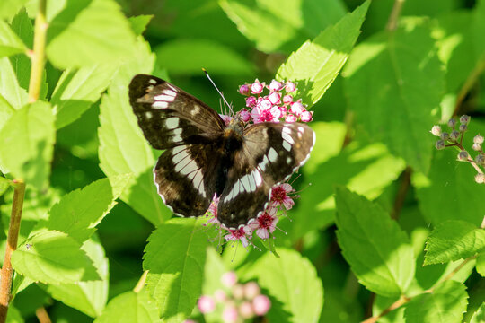 The Camilla camilla butterfly sits on a spirea bush.