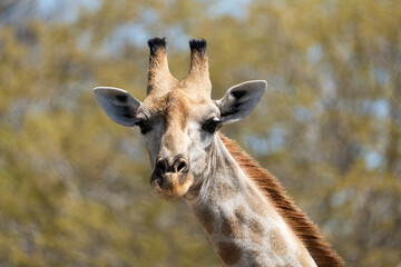 Portrait of a Giraffe