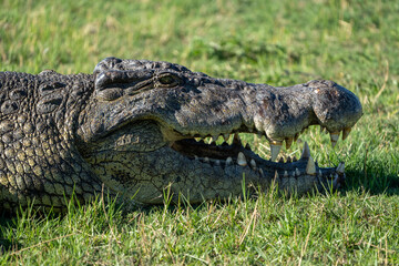 Fototapeta premium Crocodile Head with Mouth Open