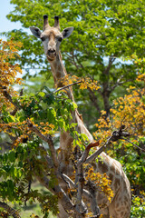 Giraffe amongst the trees