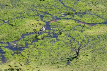 A Hippo travels through channels in the water of the Okavango Delta