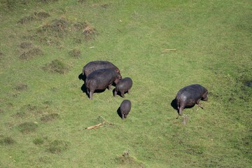 Hippopotamus grazing in the Okavango Delta from the Air