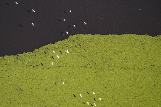 Birds Flying over the Okavango Delta, Botswana