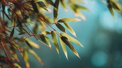 Bamboo Leaves Swaying on Blurred Background with Zen Green Blur