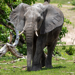 Elephant in Botswana, Africa