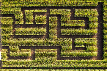 Aerial view of a verdant corn maze, its intricate pathways carved into the earth, a geometric puzzle of green and brown, Silistra, Bulgaria.