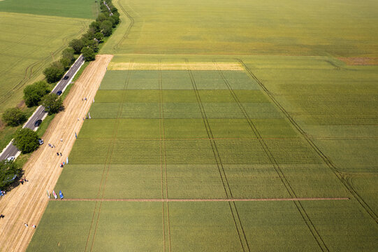 Aerial view of a vast agricultural tapestry where meticulously divided plots display varying shades of green and gold, bordered by a road lined with trees, Silistra, Bulgaria.