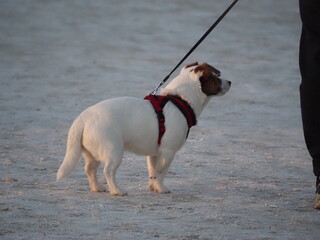 Piesek biały z brązowymi uszami