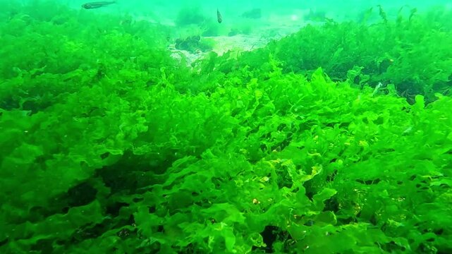 Thickets of green algae Enteromorpha or Ulva swaying on the seabed in the waters of the Black Sea