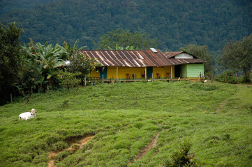 A house in the Andes mountains in rural Venezuela, with green lush grass in front, and a cow on the left of the picture. 