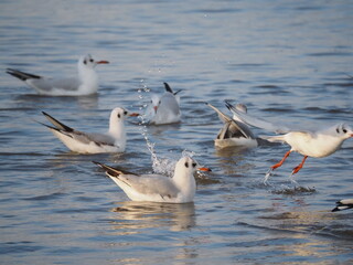 Mewy na brzegu Bałtyku © EwaAF