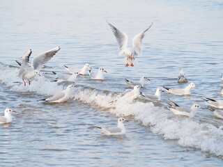 Mewy na brzegu Bałtyku © EwaAF