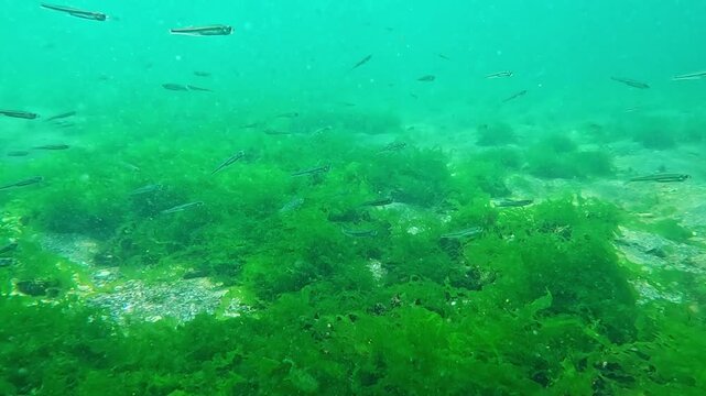 Underwater world, small fish (Atherina pontica) over green algae (Enteromorpha intestinalis) catching food from zooplankton in clear water, Black Sea.