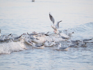 Mewy na brzegu Bałtyku © EwaAF
