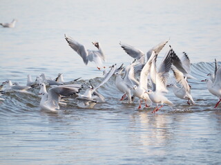 Mewy na brzegu Bałtyku © EwaAF