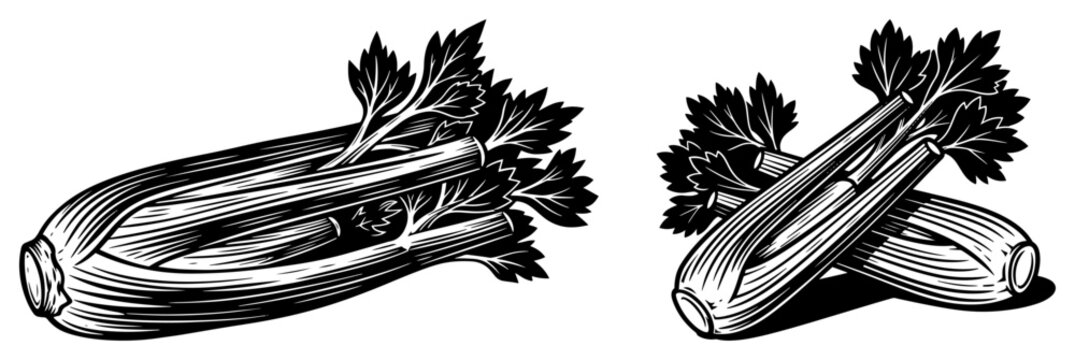 Fresh celery stalks with leaves isolated in vintage woodcut engraving style