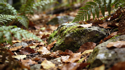 Close-up of an autumn forest floor with a moss-covered rock surrounded by scattered dry brown leaves and lush green ferns