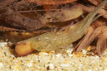 Obraz premium Closeup on the gilled larvae of the European alpine newt, Ichthyosaura alpestris inexpectatus