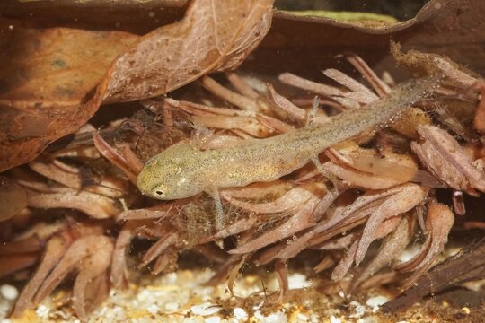Closeup on the gilled larvae of the European alpine newt, Ichthyosaura alpestris inexpectatus