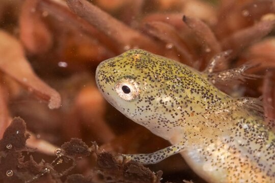Closeup on the gilled larvae of the European alpine newt, Ichthyosaura alpestris inexpectatus