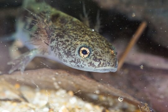Closeup on the gilled larvae of the European alpine newt, Ichthyosaura alpestris inexpectatus