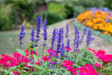 Obraz premium Close up of mealycup sage (salvia farinaceae) flowers in bloom