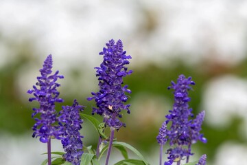 Obraz premium Close up of mealycup sage (salvia farinaceae) flowers in bloom