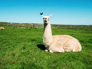 Obraz premium White and brown alpaca is relaxing on a green grass on a warm sunny day. Surviving heat wave concept.