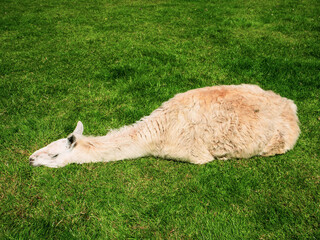 Obraz premium White and brown alpaca is relaxing on a green grass on a warm sunny day. Surviving heat wave concept.
