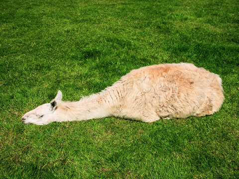 White and brown alpaca is relaxing on a green grass on a warm sunny day. Surviving heat wave concept. - Powered by Adobe